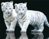 White Tiger Cubs Poster Poster Print - Item # VARPSP16664