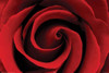 Red Rose - Rose Poster Poster Print - Item # VARNMR36010
