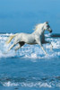 Horse Sea - Bob Langrish Poster Poster Print - Item # VARIMPST5524R