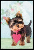 Studio Pets Dog Yorkshire Hfe Poster