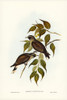 White-vented Wood Swallow-Artamus albiventris Poster Print - John Gould # VARPDX65722