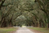 Live Oak Alley-Savannah-Georgia by Anna Miller - Item # VARPDXUS11AMI0005