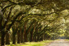 Live Oak Alley-Savannah-Georgia by Anna Miller - Item # VARPDXUS11AMI0006