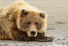 Brown bear resting on the beach-Silver Salmon Creek-Lake Clark National Park-Alaska by Adam Jones - Item # VARPDXUS02AJE0082
