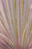 Mexico, San Miguel de Allende Yucca plant by Don Paulson - Item # VARPDXSA13BJY0021
