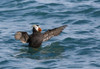 Alaska, Glacier Bay NP Tufted puffin in water by Don Paulson - Item # VARPDXUS02BJY0116