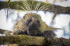 Alaska, Glacier Bay NP Porcupine in a tree by Don Paulson - Item # VARPDXUS02BJY0080