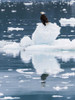 Alaska, Glacier Bay NP Bald eagle on iceberg by Don Paulson - Item # VARPDXUS02BJY0062
