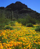 Arizona, Organ Pipe Cactus NM flowers and cacti by Christopher Talbot Frank - Item # VARPDXUS03BJA0193