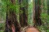 Muir Woods National Monument-Marin County-California-USA by Anna Miller - Item # VARPDXUS05AMI0485