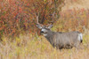 Mule Deer Buck by Ken Archer - Item # VARPDXNA02KAR1629