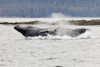 AK, Frederick Sound Humpback whale lunging by Don Paulson - Item # VARPDXUS02BJA0321