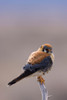 American Kestrel by Ken Archer - Item # VARPDXNA02KAR1614
