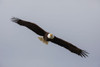 Bald Eagle by Ken Archer - Item # VARPDXNA02KAR1547