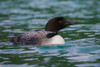 Common Loon by Ken Archer - Item # VARPDXNA02KAR1386