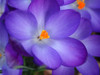 Purple Crocus Flowers by Anna Miller - Item # VARPDXNA01AMI0597