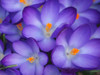Purple Crocus Flowers by Anna Miller - Item # VARPDXNA01AMI0591