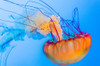 Graceful Jellyfish in Aquarium by Anna Miller - Item # VARPDXNA02AMI0009