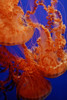 Graceful Jellyfish in Aquarium by Anna Miller - Item # VARPDXNA02AMI0016