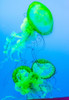 Graceful Jellyfish in Aquarium by Anna Miller - Item # VARPDXNA02AMI0007