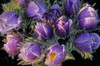 Canada-Manitoba-Sandilands Provincial Forest Prairie crocus flowers close-up by Jaynes Gallery - Item # VARPDXCN03BJY0610
