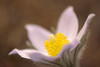 Canada-Manitoba-Mars Hill Wildlife Management Area Detail of prairie crocus flower by Jaynes Gallery - Item # VARPDXCN03BJY0601