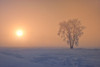 Canada-Manitoba-Dugald Hoarfrost covered cottonwood tree in fog at sunrise by Jaynes Gallery - Item # VARPDXCN03BJY0502