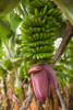 Canary Islands-La Palma Island-San Andres-banana flower by Walter Bibikow - Item # VARPDXEU27WBI3083