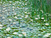 Water Lilies by Assaf Frank - Item # VARPDXAF20110508091