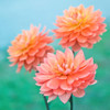 Dahlia Flowers by Assaf Frank - Item # VARPDXAF20100925359