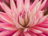 Dahlia Flower by Assaf Frank - Item # VARPDXAF20100925133