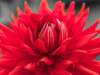 Dahlia Flowers by Assaf Frank - Item # VARPDXAF20100925150C01