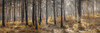 Autumn forest by Assaf Frank - Item # VARPDXAF20210206223PANOC03