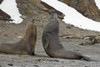South Georgia Island Elephant seals fighting by Don Paulson - Item # VARPDXAN01BJA0076