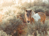 Horse in forest by Assaf Frank - Item # VARPDXAF20201215774C02