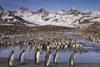 South Georgia Island, King penguin colony by Don Paulson - Item # VARPDXAN01BJA0058