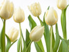 Tulip flowers by Assaf Frank - Item # VARPDXAF20100312002G