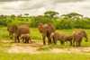 Africa-Tanzania-Tarangire National Park African elephant adults and young by Jaynes Gallery - Item # VARPDXAF45BJY0284
