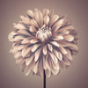 Dahlia Flower by Assaf Frank - Item # VARPDXAF20090808288C06
