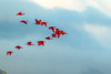 Caribbean-Trinidad-Caroni Swamp Scarlet ibis birds in flight by Jaynes Gallery - Item # VARPDXCA43BJY0105