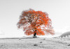 Tree on a hill by Assaf Frank - Item # VARPDXAF201911102933PANOPC20