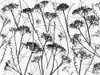 Silhouette of dried plants by Assaf Frank - Item # VARPDXAF20080413056C01