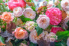 Mixed flowers by Assaf Frank - Item # VARPDXAF20190807029C01