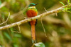 Caribbean-Tobago Rufous-tailed jacamar bird on limb by Jaynes Gallery - Item # VARPDXCA40BJY0038