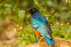 Africa-Tanzania-Serengeti National Park Superb starling close-up by Jaynes Gallery - Item # VARPDXAF45BJY0071