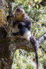 Asia-China-Tacheng-Yunnan Black Snub-Nosed Monkey by Hollice Looney - Item # VARPDXAS07HLL0176