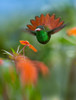 Rufous Tailed Hummingbird by Tim Fitzharris - Item # VARPDX61397