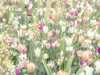 Colorful Tulip flowers by Assaf Frank - Item # VARPDXAF20170504357C01
