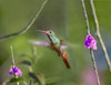 Rufous Tailed Hummingbird by Tim Fitzharris - Item # VARPDX61347
