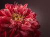 Peony flower by Assaf Frank - Item # VARPDXAF20160705220C01